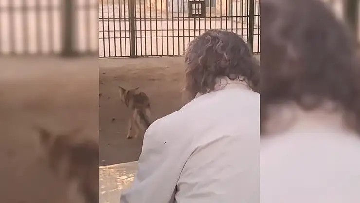 Van'da alıkonulan bir kurt daha korumaya alındı