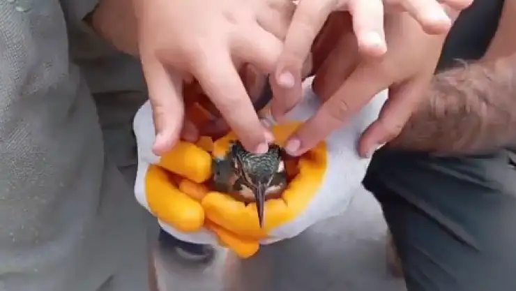 Van'da bitkin bulunan yalı çapkını özgürlüğe uçtu