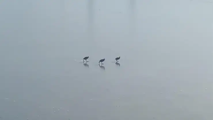 Van'da dereler dondu, ağaçlar kırağı tuttu