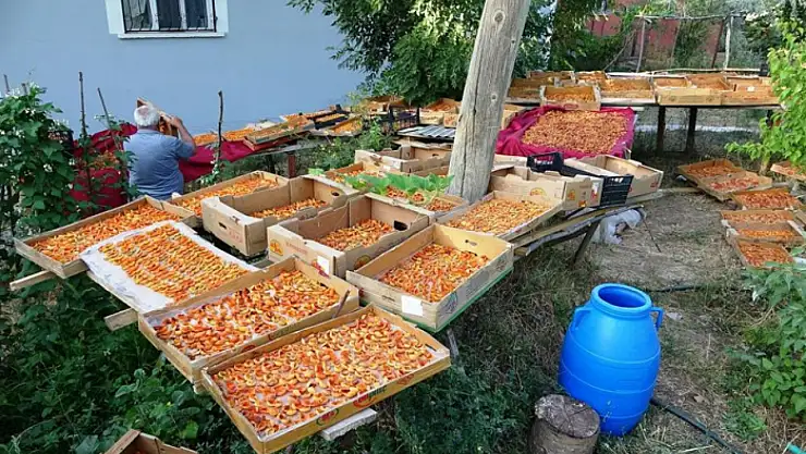 Van'da kayısı kurutma dönemi başladı