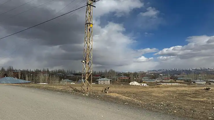 Van'da köpeklerden kaçan kedi saatlerce direkte bekledi