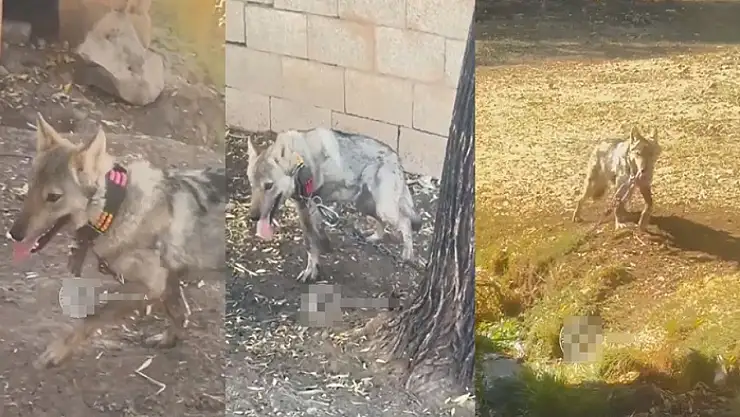 Van'da kurdu zincirle bağlayan şahsa 81 bin 355 TL para cezası