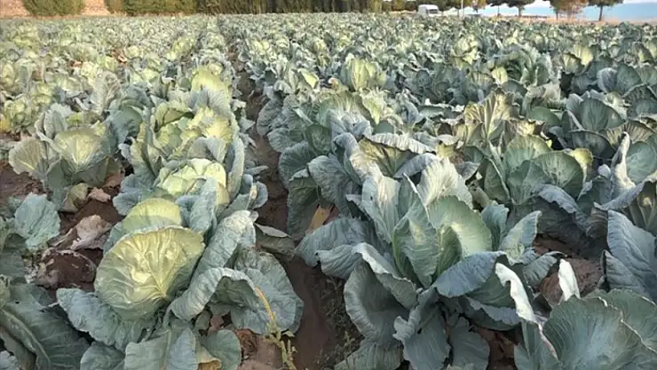 Van'da lahana hasadı başladı