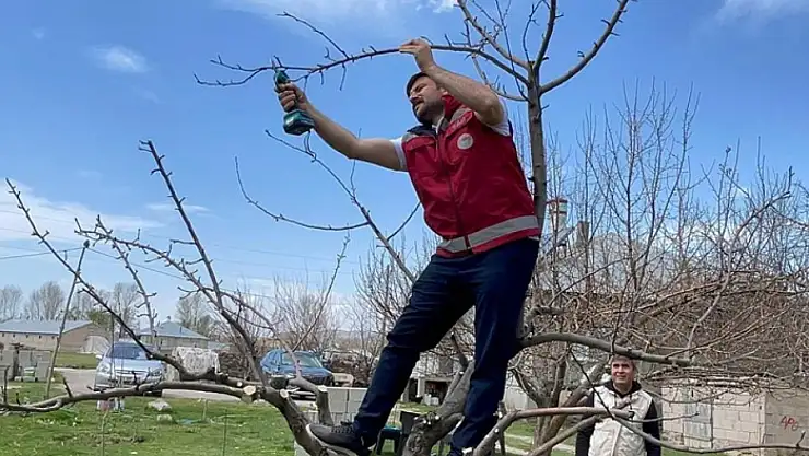 Van'da meyve ağaçları için budama eğitimi