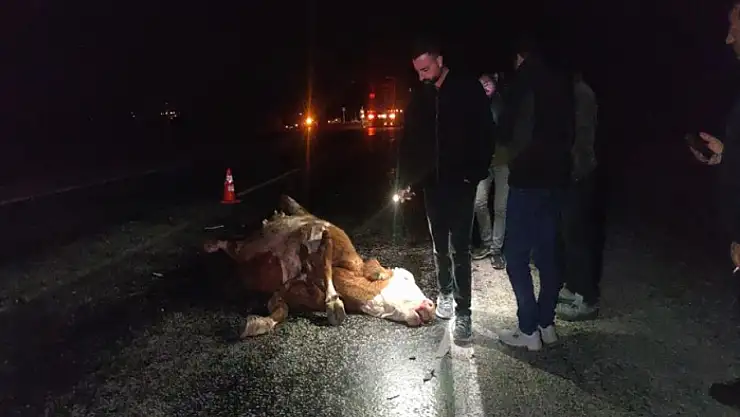 Van'da minibüs ve otomobil ineğe çarptı