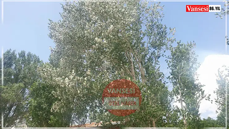 Van'da o ilçede kavak ağaçları kesilecek