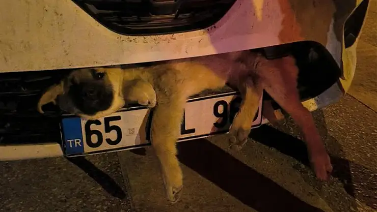 Van'da otomobilin çarptığı köpek tampona sıkıştı