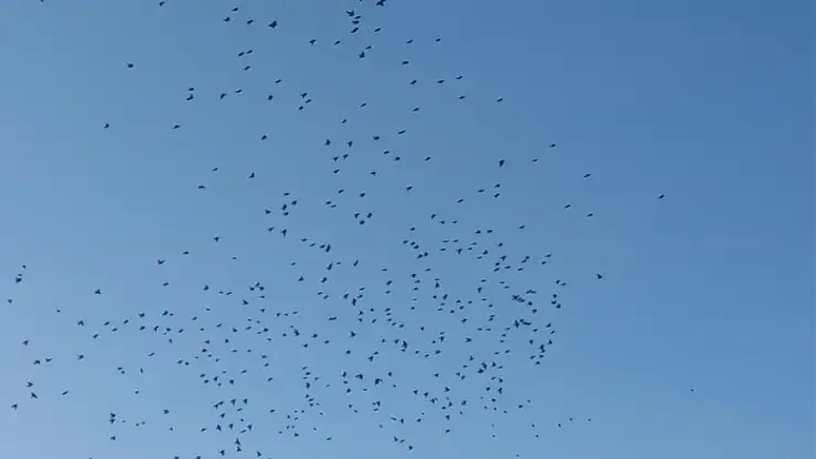 Van'da sığırcıkların dansı mest etti