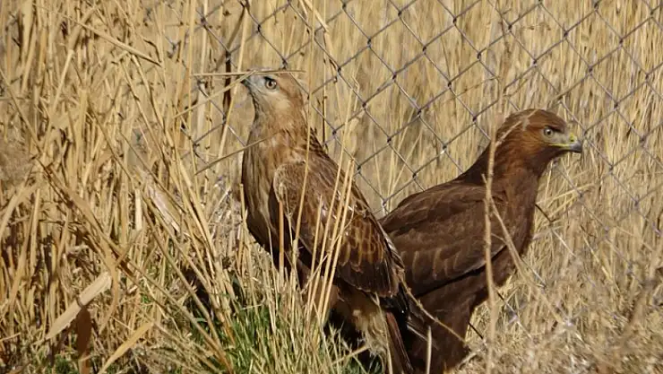 Van'da tedavi edilen yırtıcı kuşlar doğal yaşam alanına salınıyor