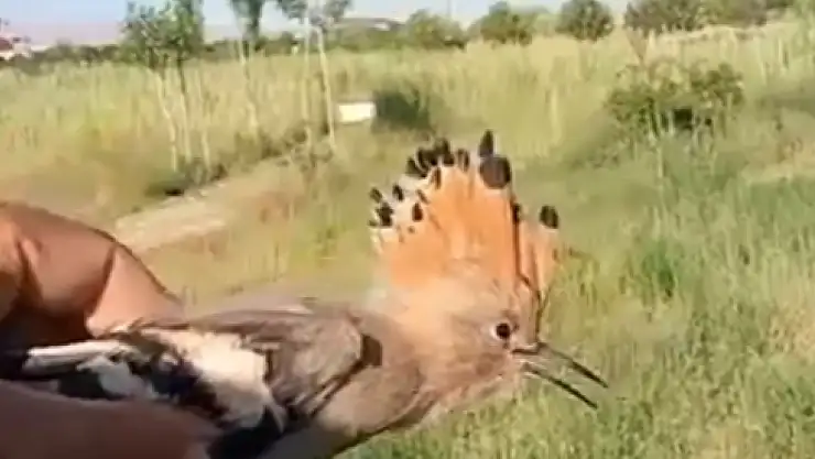Van'da tedavisi tamamlanan İbibik doğaya salındı