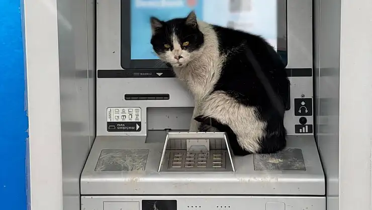 Van'da üşüyen kedi, para çekme kabinine sığındı