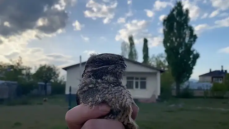 Van'da yaralı halde bulunan Çobanaldatan kuşu emin ellerde