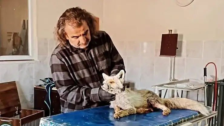 Van'da yaralı tilki tedavi altına alındı