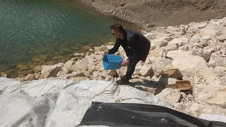 Van'da yavru sazan balıkları göl ve göletlerle buluştu