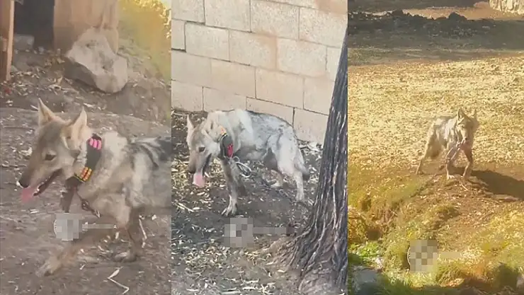 Van'da zincire vurulan kurt kurtarıldı
