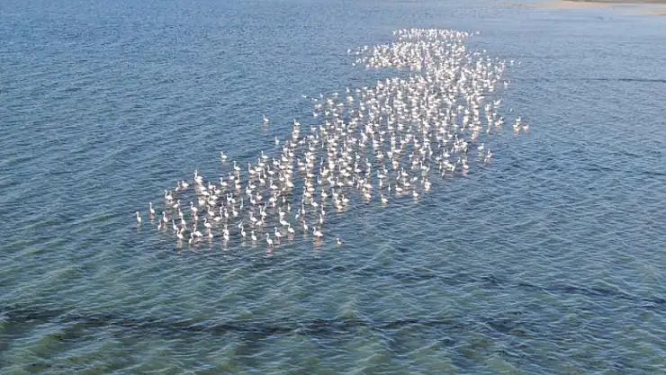 Van Gölü havzası flamingolarla renkleniyor