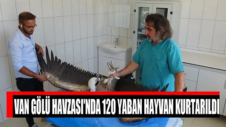 Van Gölü Havzası'nda 120 yaban hayvan kurtarıldı