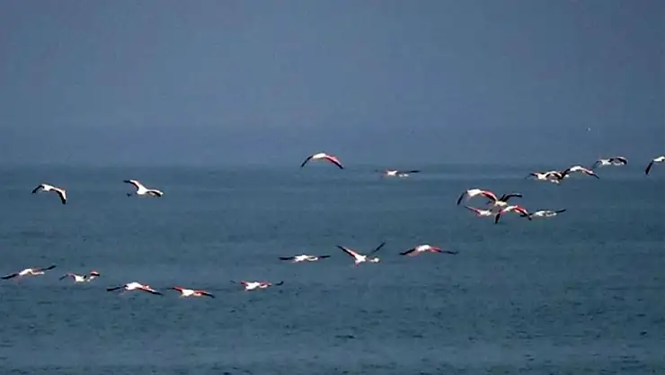 Van Gölü havzasını seven flamingolar kışın da gitmedi