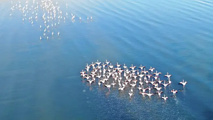 Van Gölü hazası kışında flamingoları ağırlamaya başladı