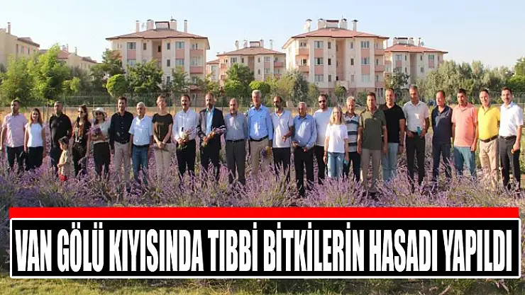 Van Gölü kıyısında tıbbi bitkilerin hasadı yapıldı