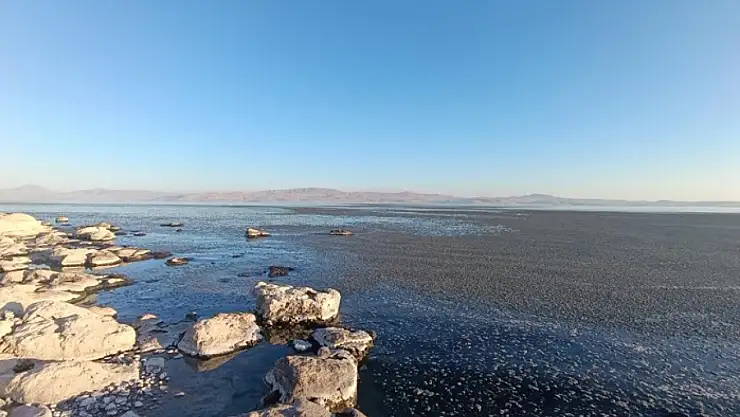Van Gölü kıyısında yosun tabakası oluştu