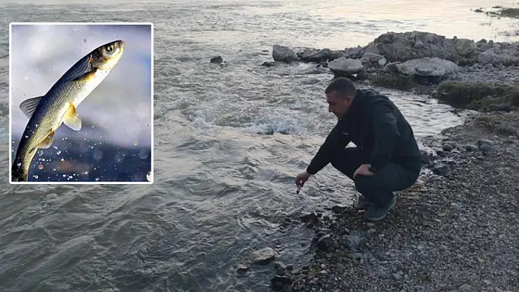 Van Gölü'nün incilerinin zorlu yolculuğu