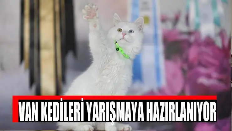 VAN KEDİLERİ YARIŞMAYA HAZIRLANIYOR