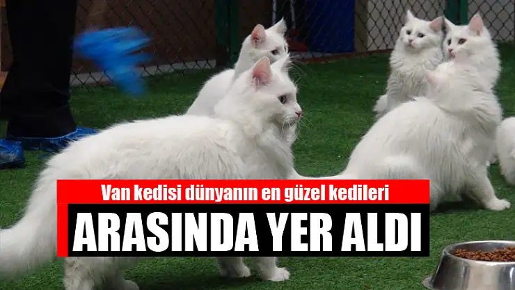 Van kedisi dünyanın en güzel kedileri arasında yer aldı