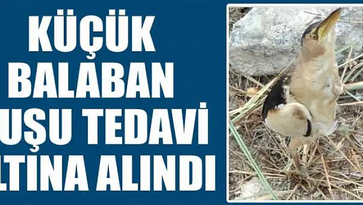 Küçük balaban kuşu tedavi altına alındı