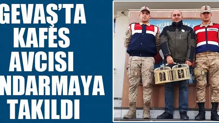 Gevaş'ta kafes avcısı jandarmaya takıldı