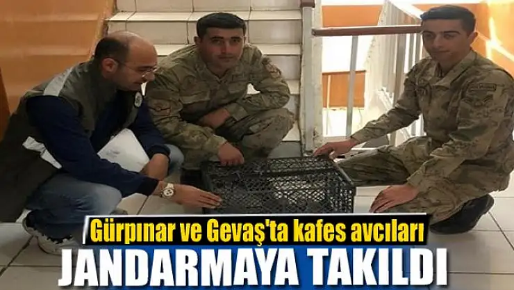 Gürpınar ve Gevaş'ta kafes avcıları jandarmaya takıldı