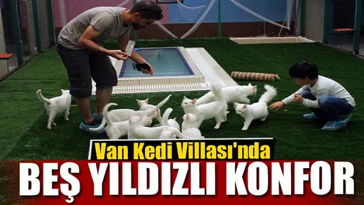 Van Kedi Villası'nda beş yıldızlı konfor 