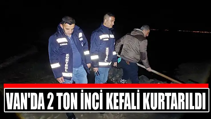 Van'da 2 ton inci kefali kurtarıldı