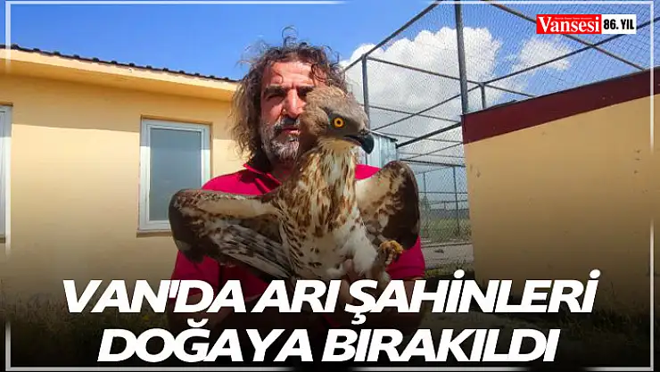 Van'da arı şahinleri doğaya bırakıldı