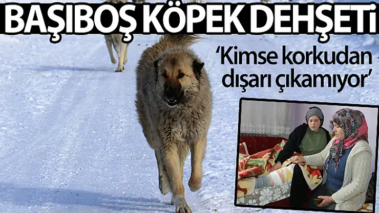 Van'da başıboş köpek dehşeti