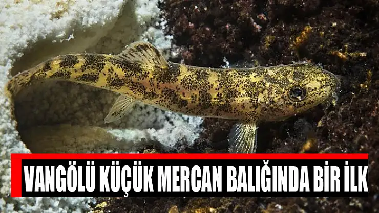 Vangölü Küçük Mercan balığında bir ilk