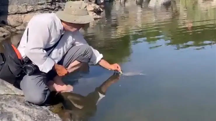 Vanlı doğa fotoğrafçısı, kaplumbağa ve balıkları besliyor
