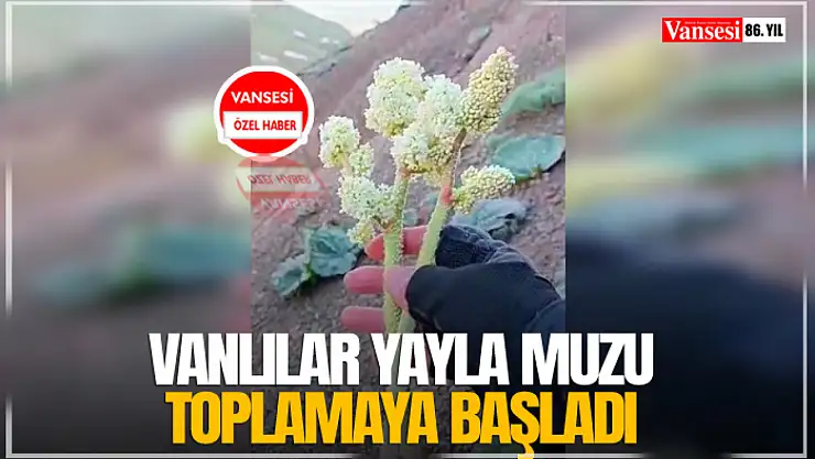 Vanlılar Yayla Muzu toplamaya başladı