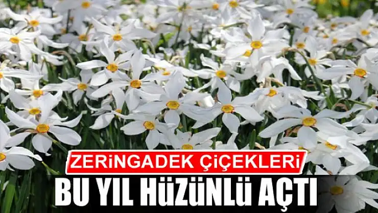 Zeringadek çiçekleri bu yıl hüzünlü açtı