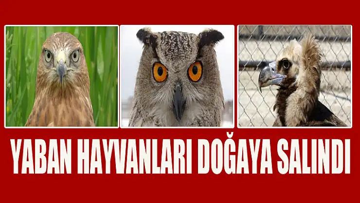 Yaban hayvanları doğaya salındı