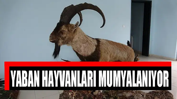YABAN HAYVANLARI MUMYALANIYOR