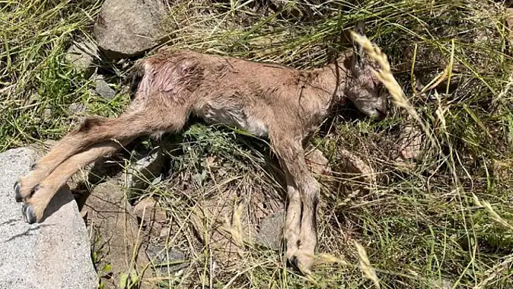Yaban keçileri tehlike altında