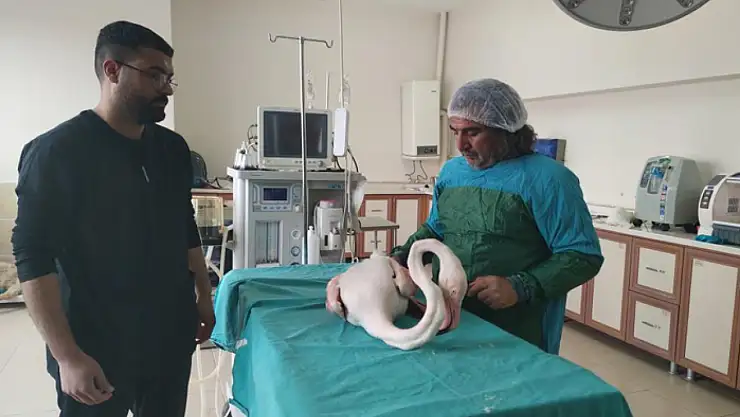 Yaralı bulunan flamingo Van'da tedavi altına alındı