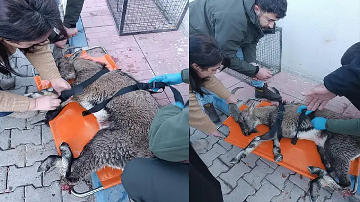 Yaralı dağ keçisi tedavi altına alındı