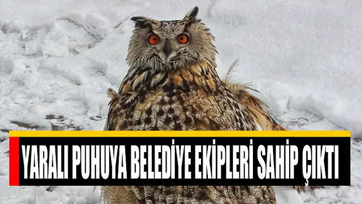 Yaralı Puhuya belediye ekipleri sahip çıktı