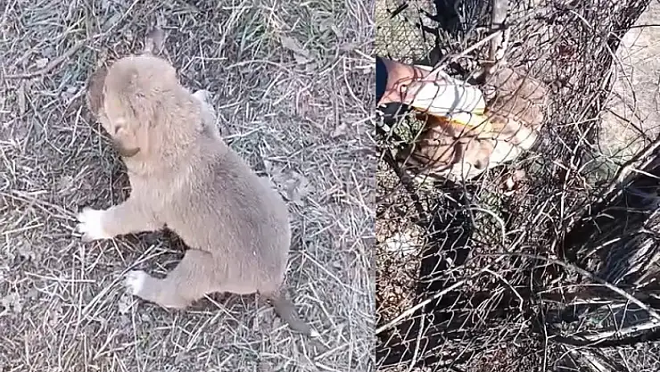 Yavru köpeği vatandaş kurtardı