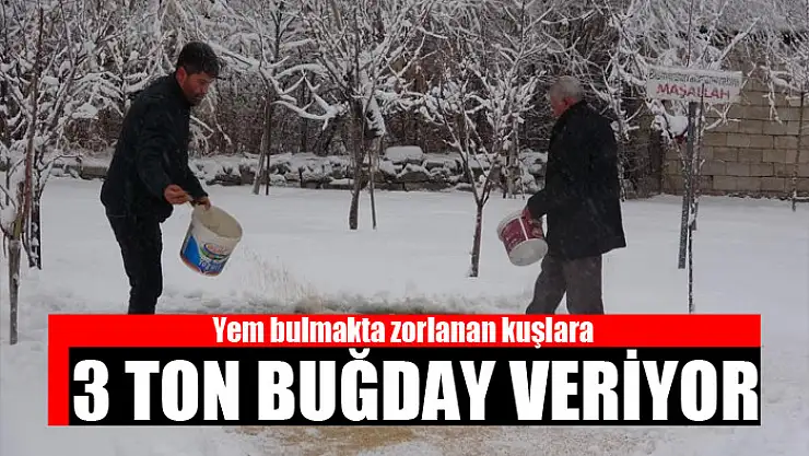 Yem bulmakta zorlanan kuşlara, 3 ton buğday veriyor