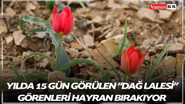 Yılda 15 gün görülen 'dağ lalesi' görenleri hayran bırakıyor