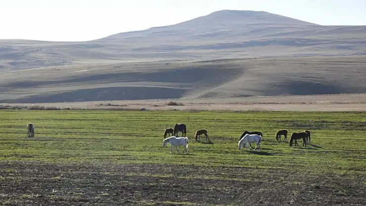 Yılkı atları görüntülendi