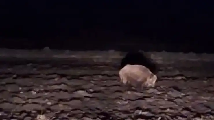 Yiyecek ararken görüntülendi